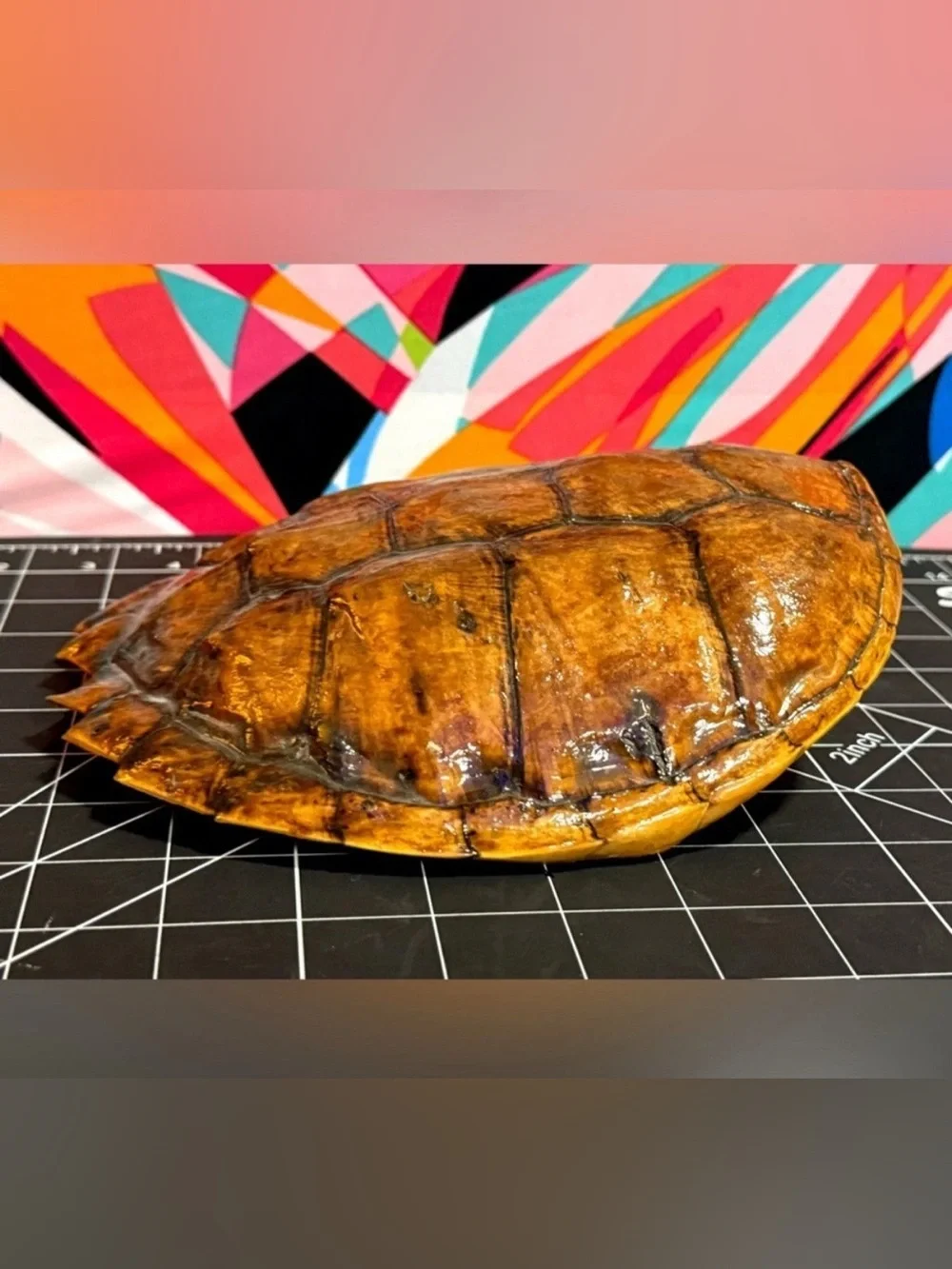 Natural Oddities Large Authentic Turtle Shell – Size Shown in Product Photos